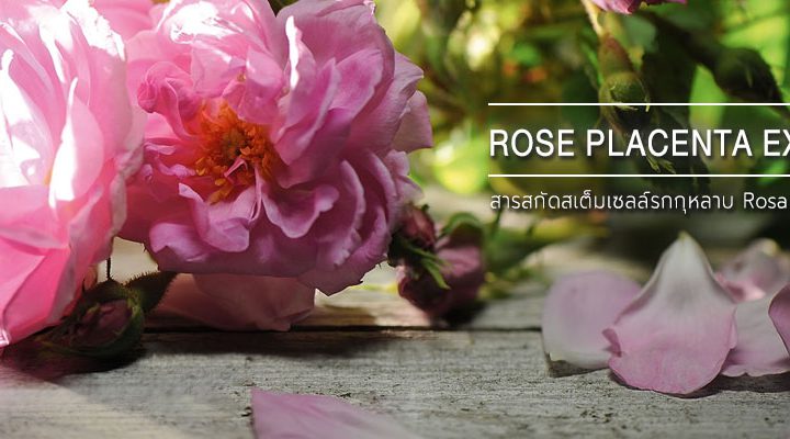 Rose Placenta Extract สารสกัดจากรกกุหลาบบัลแกเรีย